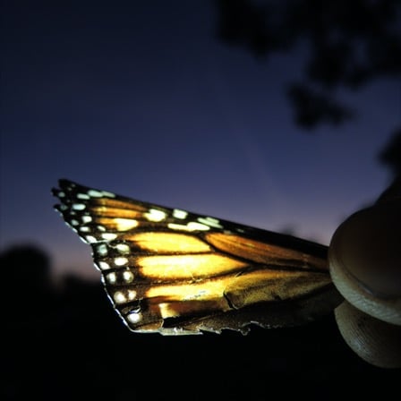 Holding up an old monarch butterfly wing