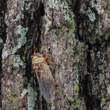 Cicada climbing deeply fissured bark on a big Post Oak tree
