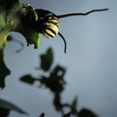 Monarch caterpillar on milkweed plant