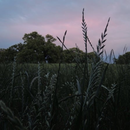 Perennial rye grass in a field at dusk