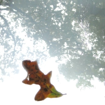 Oak leaf on rain-soaked car windshield
