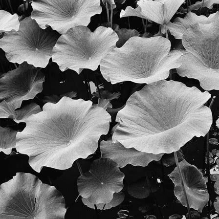 Summer lotus plants in lake